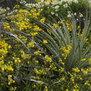 Calceolaria verbascifolia and puya